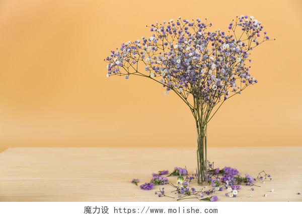 春天鲜花紫色满天星背景图片